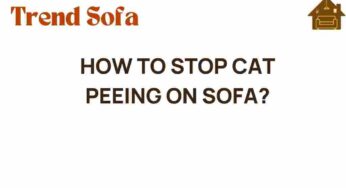 How to Stop Cat Peeing on Sofa: Transform Your Living Space