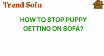Creative Strategies to Stop Your Puppy from Getting on the Sofa