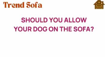 Should You Allow Your Dog on the Sofa? The Surprising Benefits and Drawbacks