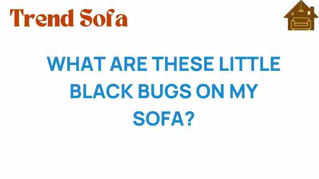 what-are-these-little-black-bugs-on-my-sofa