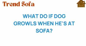 What to Do If Your Dog Growls When He’s on the Sofa?