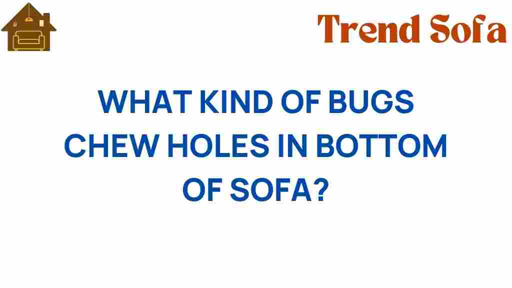 what-bugs-chew-holes-sofa