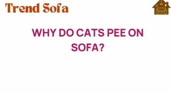Why Do Cats Pee on Sofa? Unraveling Feline Behavior Mysteries