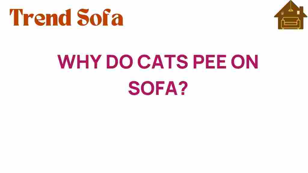 why-do-cats-pee-on-sofa