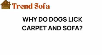 Why Do Dogs Lick Carpet and Sofa? Unraveling Canine Behavior