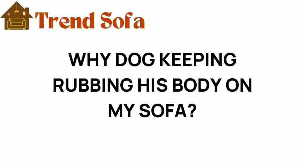 why-dog-rubbing-body-on-sofa