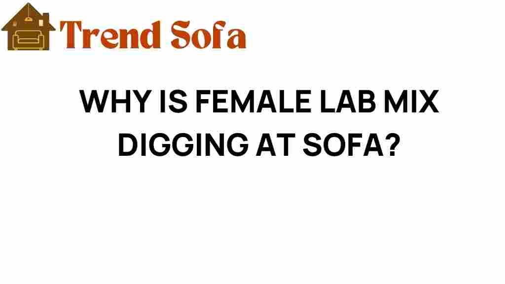 why-is-female-lab-mix-digging-sofa