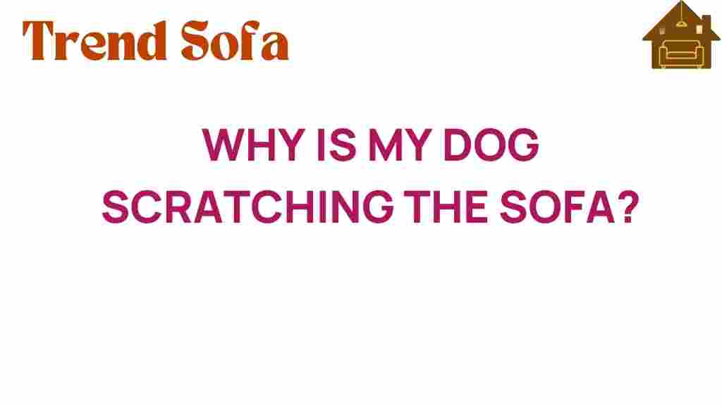 why-is-my-dog-scratching-the-sofa