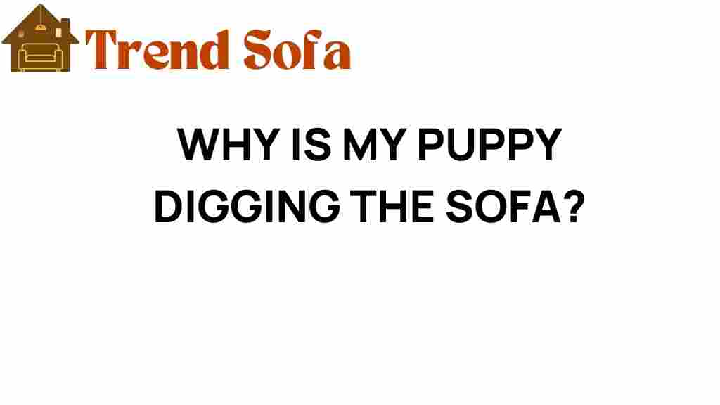 why-is-my-puppy-digging-sofa