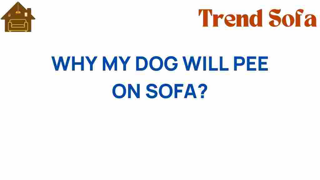 why-my-dog-will-pee-on-sofa